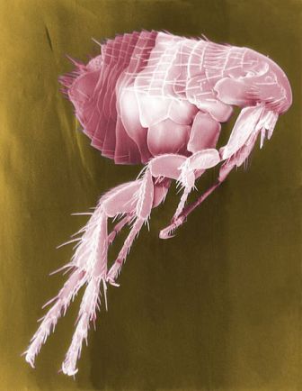 Scanning electron microscope (SEM) depiction of a flea